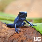 ug_CB_Blue_AzureusTinctorius Dart Frog_2.jpg