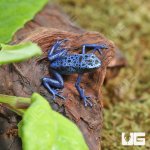 ug_CB_Blue_AzureusTinctorius Dart Frog_1.jpg