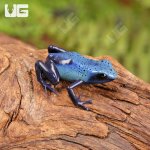 ug_Fine_Spot_Azureus_dart_Frog_4.jpg