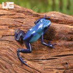 ug_Fine_Spot_Azureus_dart_Frog_3.jpg