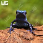 ug_Fine_Spot_Azureus_dart_Frog_2.jpg