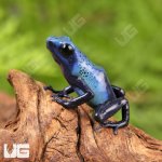 ug_Fine_Spot_Azureus_dart_Frog_1.jpg