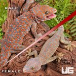UG_Candy_Button_Tokay_Gecko_Pair_4.jpg