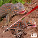 UG_Candy_Button_Tokay_Gecko_Pair_3.jpg