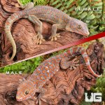 UG_Candy_Button_Tokay_Gecko_Pair_2.jpg