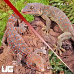 UG_Candy_Button_Tokay_Gecko_Pair_1.jpg