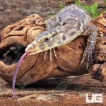 ug_T+Albino_Water_Monitor_5.jpg