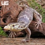 ug_T+Albino_Water_Monitor_4.jpg