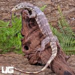 ug_T+Albino_Water_Monitor_3.jpg