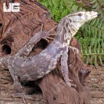 ug_T+Albino_Water_Monitor_2.jpg