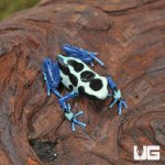 ug_CB_Oyapok_Tinctorius_Dart_Frog_4.jpg