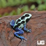 ug_CB_Oyapok_Tinctorius_Dart_Frog_3.jpg