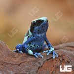 ug_CB_Oyapok_Tinctorius_Dart_Frog_2.jpg
