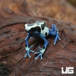 ug_CB_Oyapok_Tinctorius_Dart_Frog_1.jpg