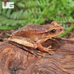 ug_Basin_Tree_Frog_1.jpg