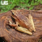 ug_Basin_Tree_Frog_4.jpg