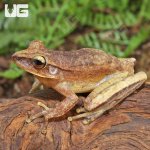 ug_Basin_Tree_Frog_3.jpg