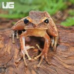 ug_Basin_Tree_Frog_2.jpg