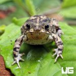 ug_Marbled_Toad_4.jpg