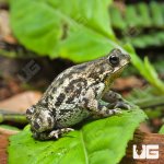 ug_Marbled_Toad_3.jpg