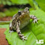 ug_Marbled_Toad_2.jpg