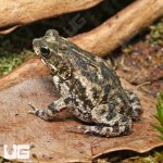 ug_Marbled_Toad_1.jpg