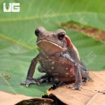 ug_Smooth_Sided_Toad_4.jpg