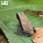 ug_Smooth_Sided_Toad_3.jpg