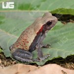 ug_Smooth_Sided_Toad_2.jpg
