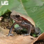 ug_Smooth_Sided_Toad_1.jpg