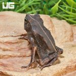 ug_Crested_Toad_5.jpg