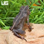 ug_Crested_Toad_4.jpg