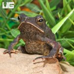 ug_Crested_Toad_1.jpg