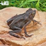 ug_Crested_Toad_2.jpg