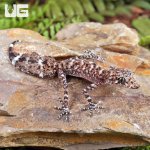 ug_Baby_Australian_Leaf_Tailed_Gecko_4.jpg