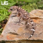 ug_Baby_Australian_Leaf_Tailed_Gecko_3.jpg