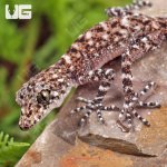 ug_Baby_Australian_Leaf_Tailed_Gecko_2.jpg