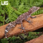 ug_Baby_Australian_Leaf_Tailed_Gecko_1.jpg