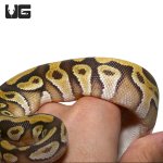 ug_baby_mojave_enchi_het_clown_ball_python_4.jpg