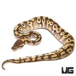 ug_baby_mojave_enchi_het_clown_ball_python_3.jpg