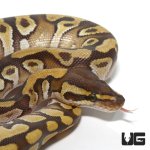 ug_baby_mojave_enchi_het_clown_ball_python_2.jpg
