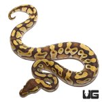ug_baby_mojave_enchi_het_clown_ball_python_1.jpg