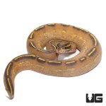 ug_highway_ball_python_4.jpg