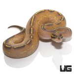ug_highway_ball_python_3.jpg