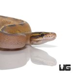 ug_highway_ball_python_2.jpg