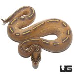 ug_highway_ball_python_1.jpg
