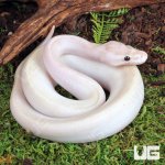 ug_Baby_Ivory_Ball_Python_4.jpg