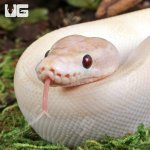 ug_Baby_Ivory_Ball_Python_3.jpg