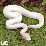 ug_Baby_Ivory_Ball_Python_2.jpg