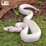 ug_Baby_Ivory_Ball_Python_1.jpg